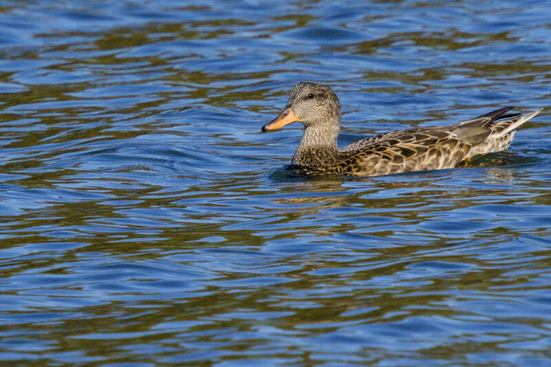 Canard chipeau femelle